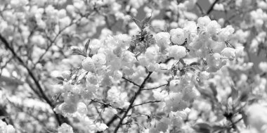 Sakura ağacı çiçeği baharda çiçek açan doğa arka planı. aromaterapi.