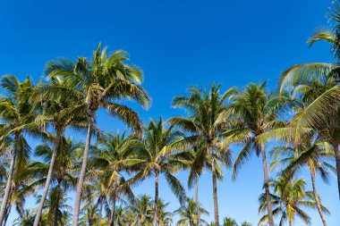 Kaliforniya palmiyesi. Miami 'de tropik bir sahil. Palmiye ağacıyla tropik bir açık hava sahnesi. Tropik yaz tatili. Egzotik doğa. Palmiye ağacı. Miami güney sahilinde yaz tatili. Sallanan palmiye ağacı.
