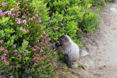 Kemirgen hayvan dağ sıçanı. Kemirgen dağ sıçanı hayvanı. Vahşi yaşam doğası. Marmot capybara. Dağ sıçanı vahşi dağ sıçanı. Dağ kemirgeni. Capybara açık havada. Vahşi bir hayvan. Köstebek yerde. Yumuşak dağ sıçanı..