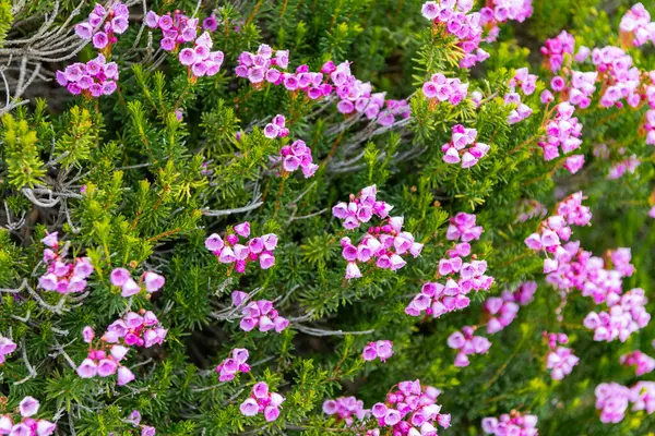 Yaz doğası. Çiçek açan bitki. Bahçede pembe renkli çiçek. Dağ keneviri çiçeği. Pembe dağ keneviri çiçeği. Doğada dağ keneviri çiçeğinin kır çiçeği olan çayır..