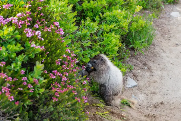 Kemirgen hayvan dağ sıçanı. Kemirgen dağ sıçanı hayvanı. Vahşi yaşam doğası. Marmot capybara. Dağ sıçanı vahşi dağ sıçanı. Dağ kemirgeni. Capybara açık havada. Vahşi bir hayvan. Köstebek yerde. Yumuşak dağ sıçanı..