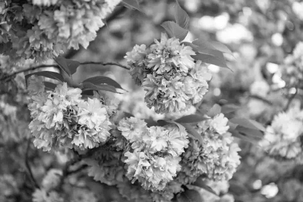 Sakura çiçeğinin görüntüsü. bahar sakura çiçeği. bahar sakura çiçeği. Sakura dalda çiçek açar..