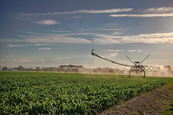 Ekin sulama. Tarım ve tarım. Kırsal bölgedeki tarlaları sulayan sulama sistemi. Organik sebze çiftliği. Su fıskiyesi sulama alanı. Damlatma sulama sistemi.