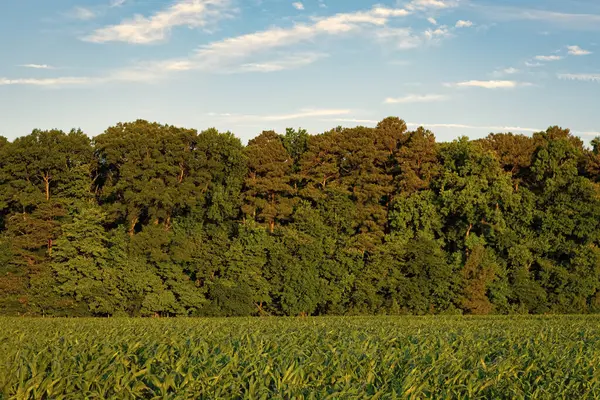 Orman ekosistemi ve sağlıklı çevre. Yeşil doğa. Yeşillik ormanda büyüyen ağaç. Doğa manzarası. Yazın ormanın manzarası. Vahşi doğa. Yazın orman doğası.