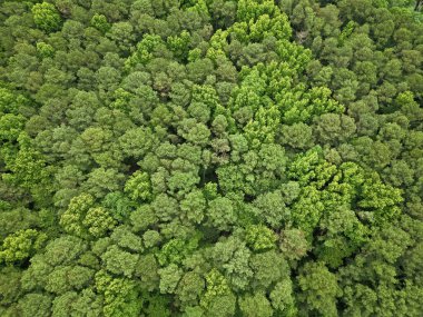 Yağmur ormanlarının ekosistemi ve sağlıklı bir çevre. Yeşil ağaç ormanının arka planı. Ormanda yaz yeşili ağacı. Tropik yeşil ormanın doğal manzarası. Gökyüzü manzaralı orman ağacı. Yoğun bitki örtüsü.