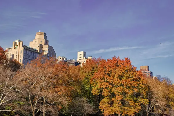 Doğal sonbahar ya da sonbahar mevsimi. Doğanın sonbahar güzelliği. Ormandaki doğa. Parkta sonbahar yaprakları. Sonbahar ormanı. Sonbahar sezonunda doğa. Parkta sonbahar sezonu. Mevsimlik yapraklar ve ağaçlar. Şehir manzarası.