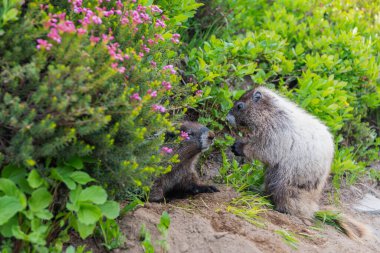 Dağ kemirgeni. Capybara açık havada. Vahşi bir hayvan. Köstebek yerde. Kemirgen dağ sıçanı. Kemirgen dağ sıçanı hayvanı. Vahşi yaşam doğası. Marmot capybara. Dağ sıçanı vahşi dağ sıçanı. Meraklı dağ sıçanı..