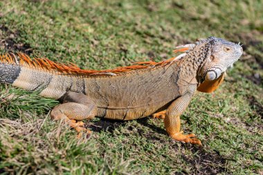 Tropikal ormanda iguana kertenkelesi. Vahşi iguana kertenkelesi. Egzotik iguana sürüngeni. Egzotik sürüngen hayvanı. Vahşi yaşam hayvanı. Doğadaki sürüngen hayvan. Vahşi yaşam hayvanat bahçesi ormanda. Tropikal iguana habitatı.