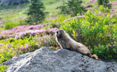 Vahşi yaşam doğası. Marmot capybara. Dağ sıçanı vahşi dağ sıçanı. Dağ kemirgeni. Capybara açık havada. Hayvanat bahçesindeki vahşi hayvan. Parktaki dağ sıçanı. Kemirgen hayvan dağ sıçanı. Kemirgen dağ sıçanı hayvanı. Dağ sıçanı..
