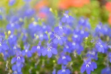 Makroda çiçek açan lobelia, seçici odaklanma. Açık hava çiçekleri. Mavi lobelia çiçeği. Doğal çiçek bitkisi. Çiçek açan arka plan. Çiçek lobelia mavi arka plan. Lobelia çiçeği.
