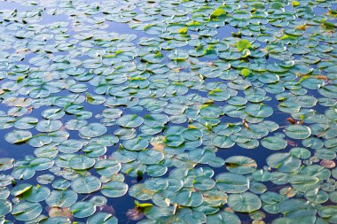 Göletteki nilüferlerin arka planı. Su zambağı gölet suyunda yapraklanır. Lily 'nin geçmişi. Zambak yaprağının doğal arkaplanı.