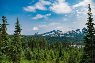 Dağ manzarası. Dağlı orman doğası. Dağ kırsalında doğa. Dağ manzaralı bir yer. Manzara kozalaklı orman. Çam ağacı ve ormanlı dağ manzarası.