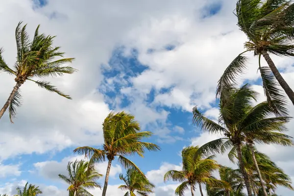 Palmiye ağacı. Miami, Florida 'da yaz tatili. Kaliforniya palmiyesi. Miami 'de tropik bir sahil. Palmiye ağacıyla tropik bir açık hava sahnesi. Tropik yaz tatili. Egzotik doğa.
