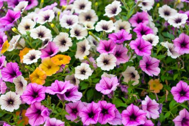 Yaz doğası. Çiçek açan bitkinin canlı infloresanları. Petunya çiçeği. Çiçekli arka plan. Doğanın tazeliği. Petunya çiçeği. Canlı petunya bahçesi çiçeği büyüyor. Petunya çiçeği doğada.