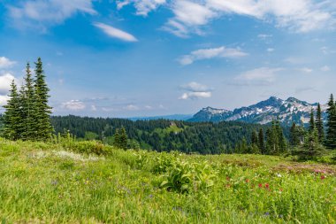 Dağ vadisi. Çam ağacı ve ormanlı dağ manzarası. Orman doğası. Yeşil vadi manzarası. Dağ kırsalında doğa. Kırsal vadinin manzarası. Huzurlu kırsal manzara.