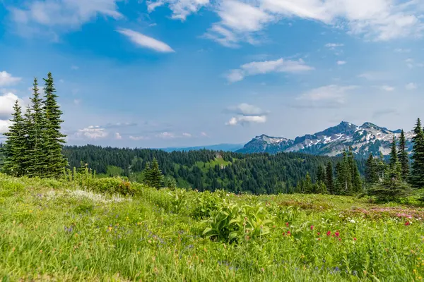 Dağ vadisi. Çam ağacı ve ormanlı dağ manzarası. Orman doğası. Yeşil vadi manzarası. Dağ kırsalında doğa. Kırsal vadinin manzarası. Huzurlu kırsal manzara.