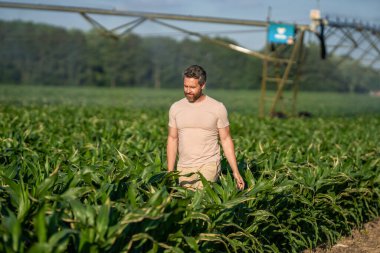 Ekin sulama. Tarım ve tarım. Sulama sisteminde tarımı sulayan bir adam. Kırsal kesimde bir çiftçi. Hasat tarlası sulanıyor. Damlatma sulama sistemi. Adam tarlada yürüyor..