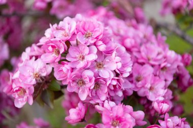 Kiraz çiçekli sakura çiçeği. Çiçekli sakura çiçeği. Çiçekli sakura dalda çiçek açıyor. Çiçekli sakura çiçeğinin fotoğrafı..