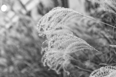 Miscanthus bitkisi. Dikenli çiçek bitkisi. Miscanthus 'un doğası. Sonbahar ya da yaz bitkileri.