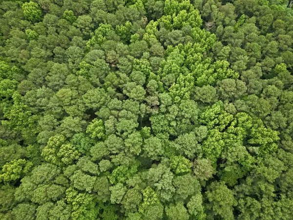 Yağmur ormanlarının ekosistemi ve sağlıklı bir çevre. Yeşil ağaç ormanının arka planı. Ormanda yaz yeşili ağacı. Tropik yeşil ormanın doğal manzarası. Gökyüzü manzaralı orman ağacı. Yoğun bitki örtüsü.