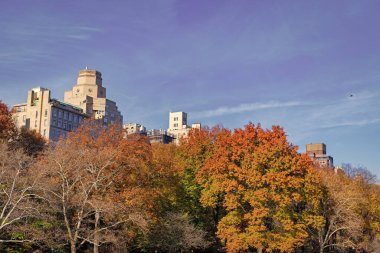 Doğal sonbahar ya da sonbahar mevsimi. Doğanın sonbahar güzelliği. Ormandaki doğa. Parkta sonbahar yaprakları. Sonbahar ormanı. Sonbahar sezonunda doğa. Parkta sonbahar sezonu. Mevsimlik yapraklar ve ağaçlar. Şehir manzarası.