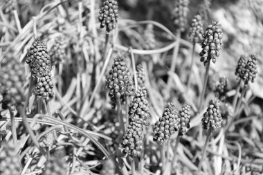 Muscari çiçeği açıyor. Bahar doğası çiçek açıyor..