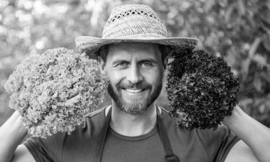 farmer man in straw hat with lettuce leaves.