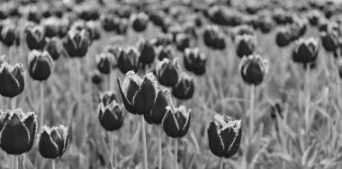 Çiçek tarlası. Tarlada taze Hollanda lalelerinin kırmızı çiçekleri.