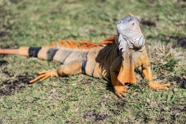 Tropikal ormanda iguana kertenkelesi. Vahşi iguana kertenkelesi. Egzotik iguana sürüngeni. Egzotik sürüngen hayvanı. Vahşi yaşam hayvanı. Doğadaki sürüngen hayvan. Vahşi yaşam hayvanat bahçesi ormanda. Tropikal iguana habitatı.