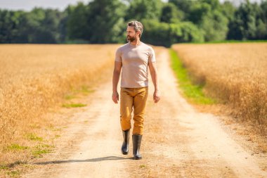 Ürün koruması. Tarım çiftliği. Buğday tarlasında çiftçi. Hasat ve çiftçilik. Tarlada çiftçi. İspanyol çiftçi tarla hasadını kontrol ediyor. Tarımcı çiftçi adam. Güneşli tarım arazileri.