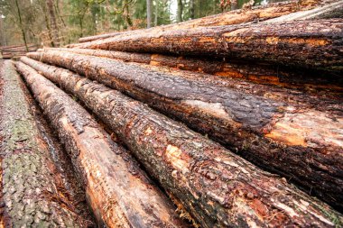 Kereste kesiyorum. Tarım ve ormancılık. Çam ağacı gövdesi. Timber ürün deposu. Ahşap kereste malzemesi. Yumuşak kereste. Ağaç kütüğü, kereste kütüğü. Çevresel sorunlar. Ağaç gövdesi yığını.