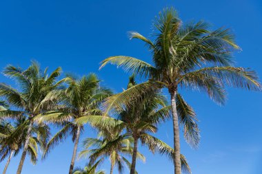 Palmiye ağacıyla tropik bir açık hava sahnesi. Tropik yaz tatili. Egzotik doğa. Palmiye ağacı. Miami güney sahilinde yaz tatili. Kaliforniya palmiyesi. Miami 'de tropik bir sahil. Palmiye püsküllü plaj.