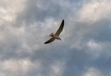 Bulutlu gökyüzünde martı. Yalnız bir martı yalnız uçuyor. Martı gökyüzünde yüzüyor. Martı kuşu. Hayvan ve doğa. Martı kuşu suyu gözlemliyor. Gagalı ve tüylü martı.