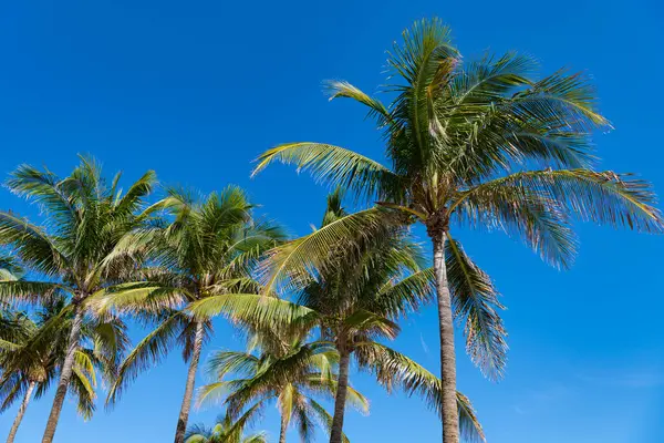 Palmiye ağacıyla tropik bir açık hava sahnesi. Tropik yaz tatili. Egzotik doğa. Palmiye ağacı. Miami güney sahilinde yaz tatili. Kaliforniya palmiyesi. Miami 'de tropik bir sahil. Palmiye püsküllü plaj.