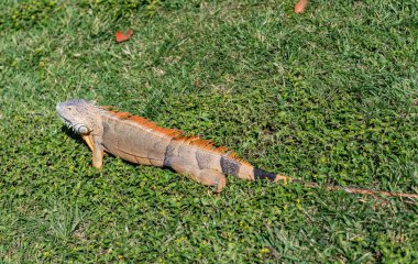 Egzotik iguana sürüngeni. Egzotik sürüngen hayvanı. Vahşi yaşam hayvanı. Doğadaki sürüngen hayvan. Vahşi yaşam hayvanat bahçesi ormanı. Tropikal ormanda iguana kertenkelesi. Madagaskar iguana otçul kertenkelesi. Yağmur ormanı iguanası.