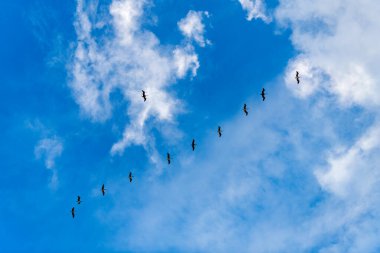 Kuş sürüsü. Göç sırasında pelikan uçuşu. Kuş düzende uçuyor. Kuşlar göç ediyor. Pelikan kuşu sürüsü. Göçmen kuşların göçü. Göç eden Pelikan sürüsü V şeklinde uçuyor..