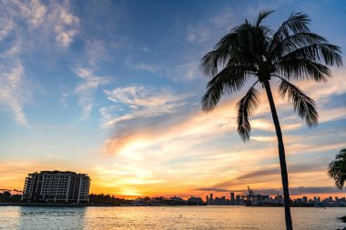 Miami silueti. Miami 'nin gündoğumu. Palmiyeli şehir silueti manzarası. Miami gün batımı. Gökdelen binası. Şehir manzarası, bina ile birlikte gün batımı. Şehir mimarisi. Avuç içi ve gün doğumu.