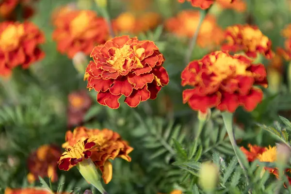 Çiçekli kadife çiçeği. Turuncu Aztek kadife çiçeği. Doğal çiçek tomurcukları. Flora Doğa. Doğada çiçek açan parlak çiçek. Kadife çiçeği. Doğada çiçekli kadife çiçeği.