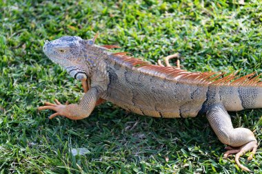 Egzotik sürüngen hayvanı. Vahşi yaşam hayvanı. Tropikal yağmur ormanlarındaki sürüngen hayvan. Vahşi yaşam hayvanat bahçesi ormanı. Ormanda iguana kertenkelesi. Amerikan iguana otçul kertenkelesi. Egzotik iguana sürüngeni. İguana türleri.