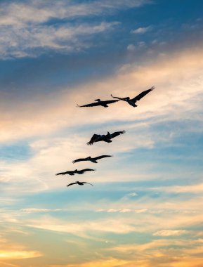 Kuş sürüsü. Göç sırasında pelikan uçuşu. Kuş düzende uçuyor. Kuşlar göç ediyor. Pelikan kuşu sürüsü. Göçmen kuşların göçü. Göç eden Pelikan sürüsü V şeklinde uçuyor..