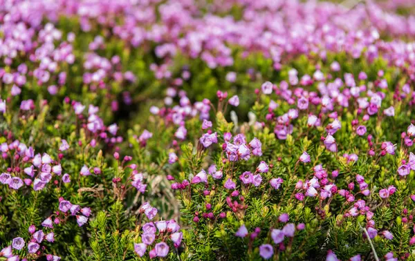 Dağ keneviri çiçeği. Pembe dağ keneviri çiçeği. Doğada dağ keneviri çiçeğinin kır çiçeği olan bir çayır. Yaz doğası. Çiçek açan bitki. Felsefe çiçeği vurgu vurgusu..