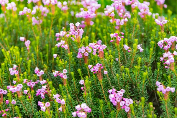 Yaz doğası. Çiçek açan bitki. Bahçede pembe renkli çiçek. Dağ keneviri çiçeği. Pembe dağ keneviri çiçeği. Doğada dağ keneviri çiçeğinin kır çiçeği olan çayır..
