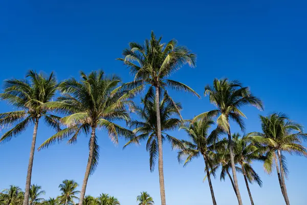 Kaliforniya palmiyesi. Miami 'de tropik bir sahil. Palmiye ağacıyla tropik bir açık hava sahnesi. Tropik yaz tatili. Egzotik doğa. Palmiye ağacı. Miami güney sahilinde yaz tatili. Sallanan palmiye ağacı.