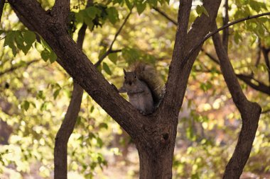 Ormandaki gri sincap. Doğu gri sincabı dışarıda. Vahşi bir hayvan. Ağaçtaki sincap. Kemirgen hayvan faunası. Sciurus kemirgen hayvanıyla sonbahar sahnesi. Vahşi yaşam doğası. Ağaç sincabı.