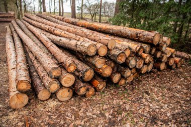 Ormandaki ağaç kütüğü. Çam ağacı kütüğü. Yumuşak kereste. Ormanların tahrip edilmesi ve kesilmesi. Kesik odun yığını. Ağaç kütüğü kütüğü kesme. Kereste hasadı. Kereste endüstrisi. Ormanların yok edilmesi. Yığılmış odun yığını.