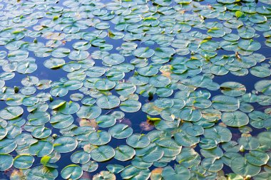 Su zambağı gölet suyunda yapraklanır. Lily 'nin geçmişi. Nilüfer yaprağının doğal arka planı. Göletteki nilüferlerin arka planı. Huzurlu gölet.