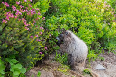 Dağ sıçanı vahşi dağ sıçanı. Dağ kemirgeni. Capybara açık havada. Vahşi bir hayvan. Köstebek yerde. Kemirgen hayvan dağ sıçanı. Kemirgen dağ sıçanı hayvanı. Vahşi yaşam doğası. Marmot capybara.