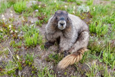 Kemirgen dağ sıçanı hayvanı. Marmot capybara. Dağ sıçanı vahşi en büyük kemirgen. Dağ Sıçanı. Dev kemirgen kapibarası. Güney Amerika kapibarası. Vahşi bir hayvan. Hayvanat bahçesindeki köstebek. Kemirgen hayvan dağ sıçanı..