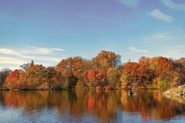 Sonbaharda Central Park 'ta renkli devrilmiş ağaçlar. Sonbahar doğası. New York City Central Park 'ta gölde teknesi var. Sonbahar manzarası. Central Park göletinde kürek çeken insanlar. Sahne teknesi.