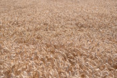 Tohum olgunlaşmış doğa arka planı. Altın mahsul ve buğday kulağı. Yazın çavdar tarlası olan tarım arazisi. Tarım buğday tarlası. Bir tarım çiftliğinde tarla. Çiftçilik. Ekin tarlası. Çavdar çeşitleri.
